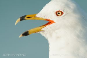 Josh Manring Photographer Decor Wall Arts - Bird Photography -231.jpg